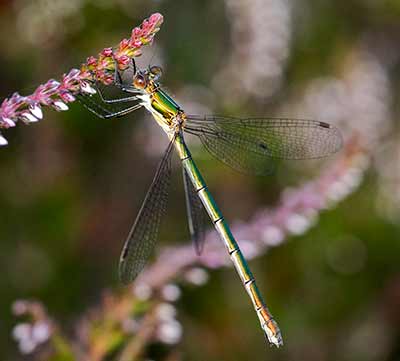 Common Spreadwing