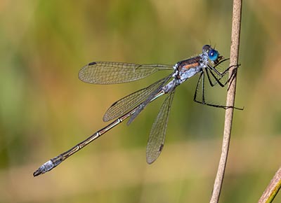 Common Spreadwing
