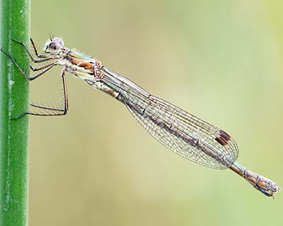 Common Spreadwing