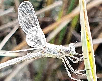 Common Spreadwing