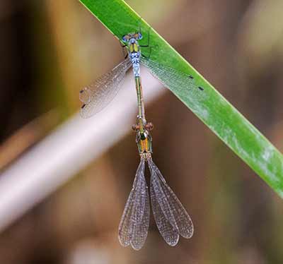 Common Spreadwing