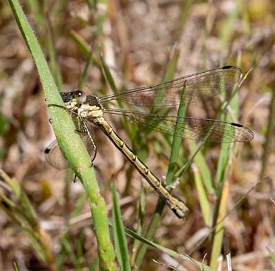 Common Spreadwing