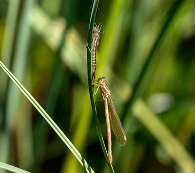Common Spreadwing (Lestes sponsa) [Rold Skov (midtjylland), Denmark]