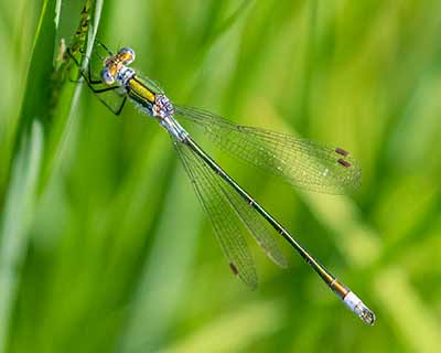 Common Spreadwing