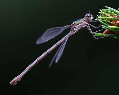 Common Spreadwing