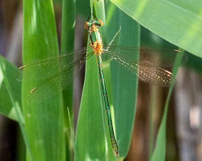 Common Spreadwing