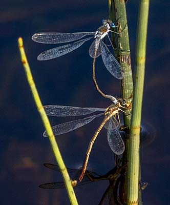 Common Spreadwing