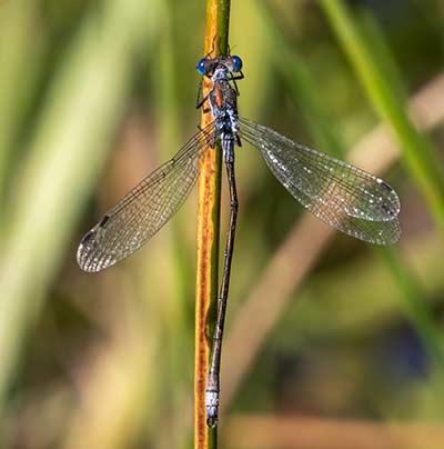 Common Spreadwing (Lestes sponsa) [Jægersborg Dyrehave, Denmark]