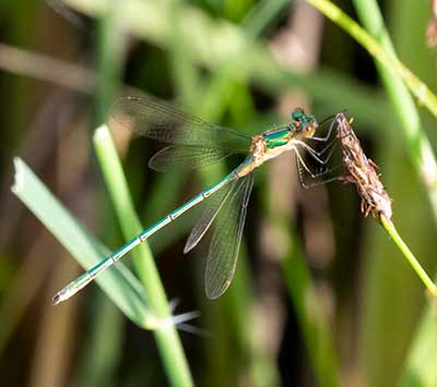Common Spreadwing
