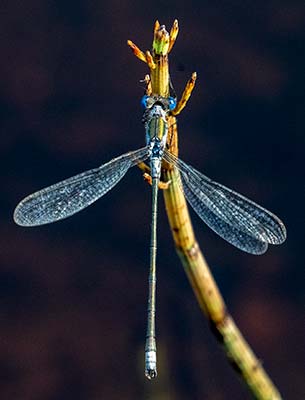 Common Spreadwing