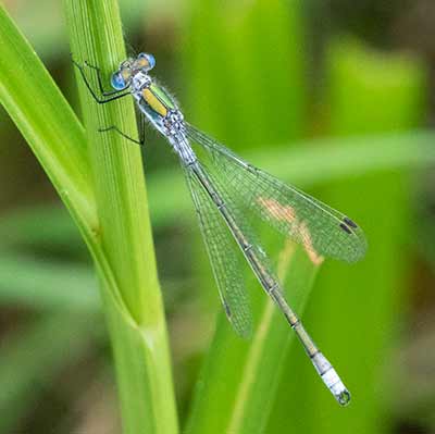 Common Spreadwing