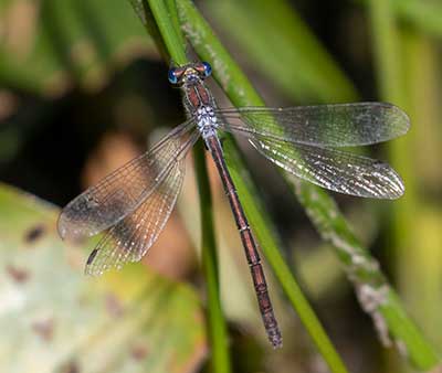 Common Spreadwing