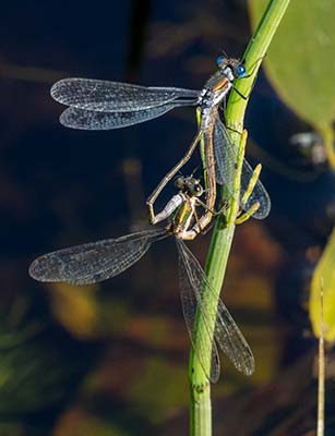 Common Spreadwing