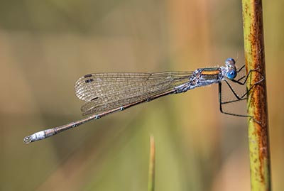 Common Spreadwing