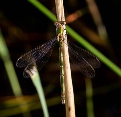 Common Spreadwing