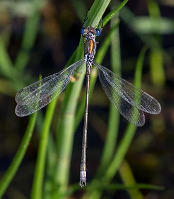 Common Spreadwing