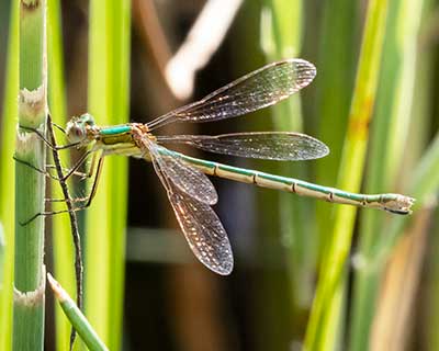 Common Spreadwing