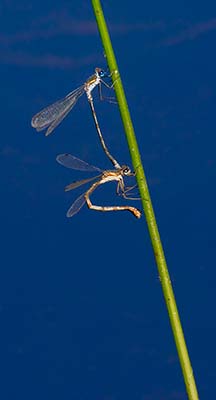 Common Spreadwing