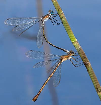 Common Spreadwing