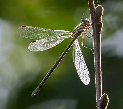 Common Spreadwing