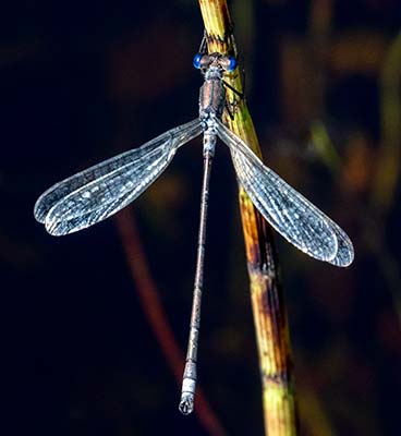 Common Spreadwing