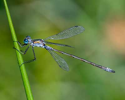 Common Spreadwing