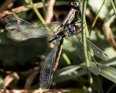 Common Spreadwing