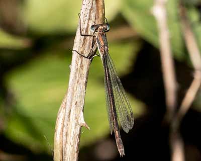 Common Spreadwing