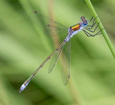 Common Spreadwing