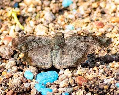 Common Spurwing