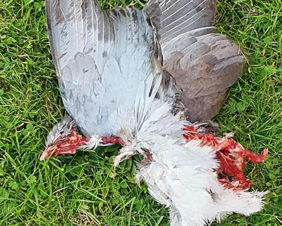 Common Wood-Pigeon