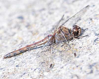 Common Darter