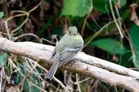 Western Flycatcher