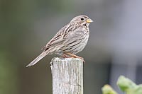 Corn Bunting