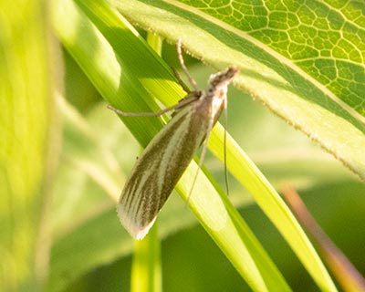 Crambus perlella