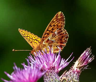 Cranberry Fritillary