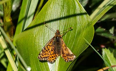 Cranberry Fritillary