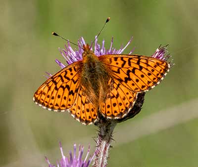 Cranberry Fritillary