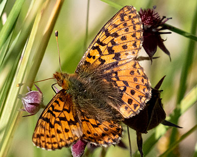 Cranberry Fritillary