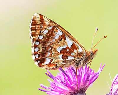 Cranberry Fritillary