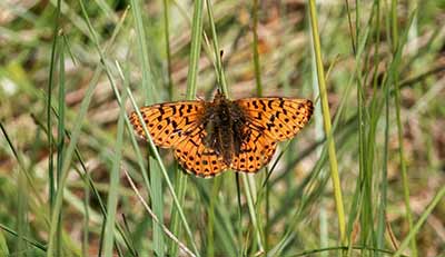 Cranberry Fritillary
