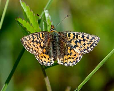 Cranberry Fritillary