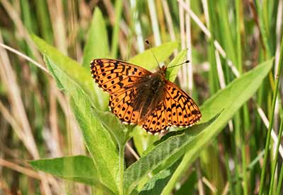 Cranberry Fritillary