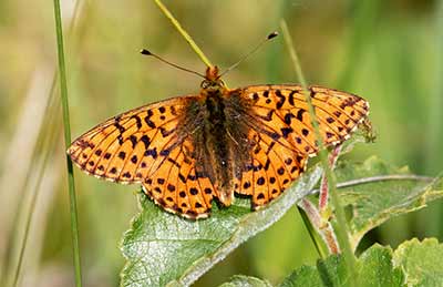 Cranberry Fritillary