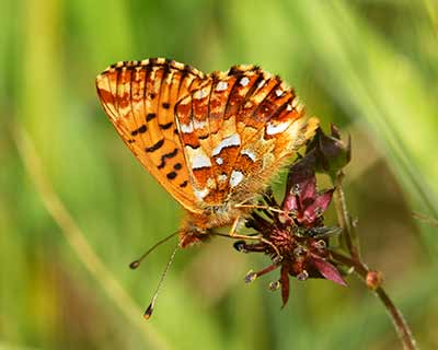 Cranberry Fritillary