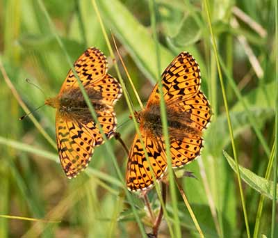 Cranberry Fritillary