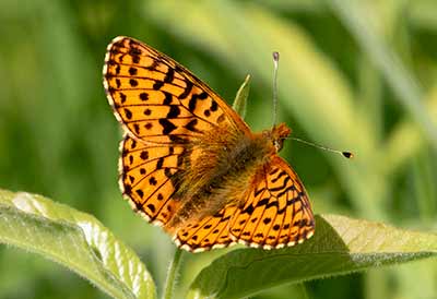 Cranberry Fritillary