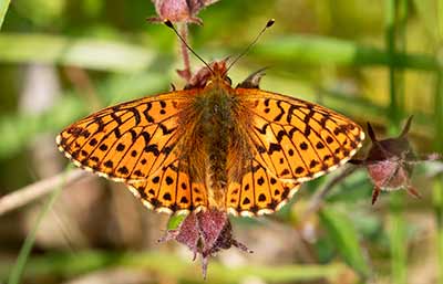 Cranberry Fritillary