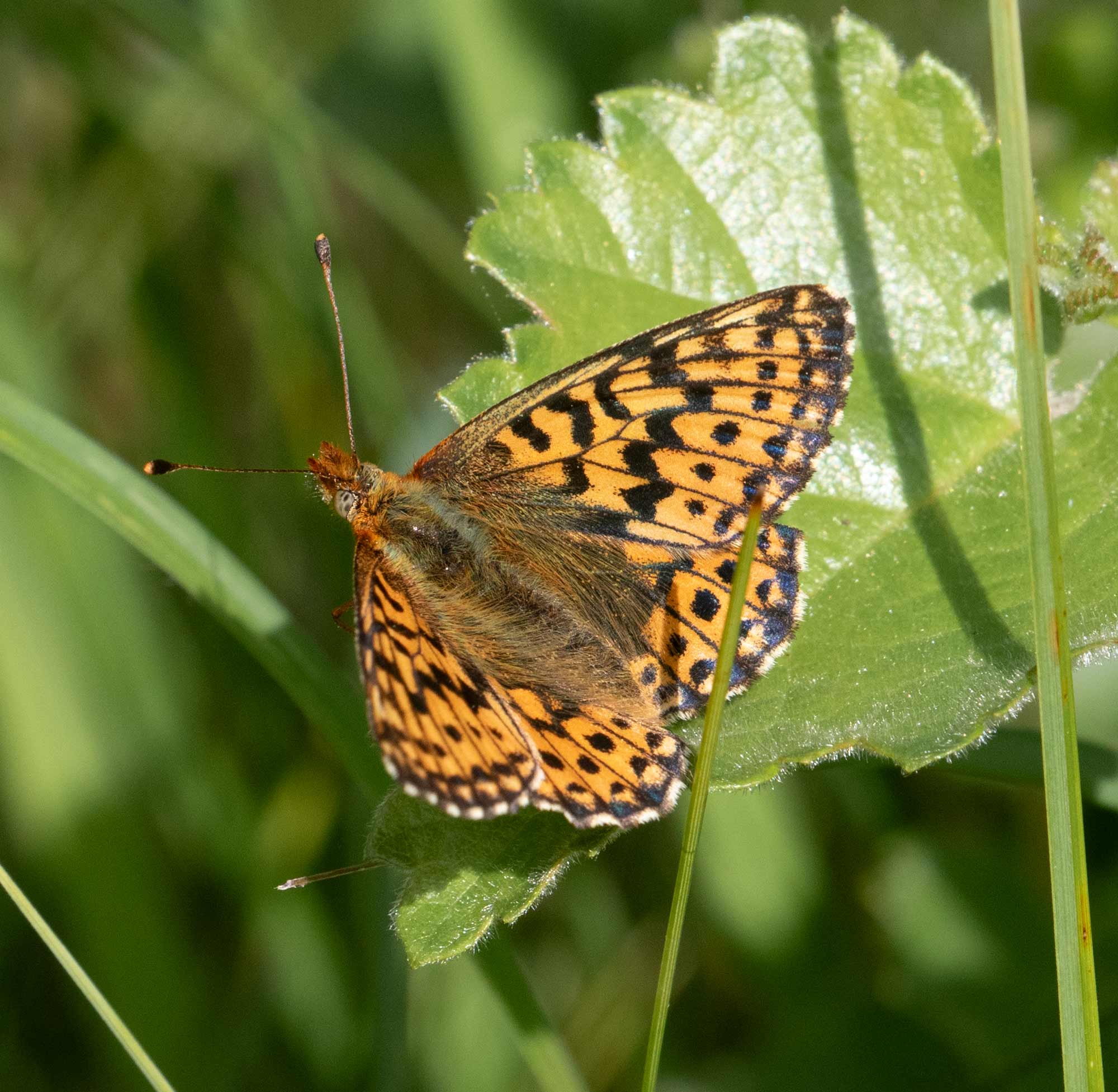 Cranberry Fritillary