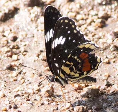 Crimson-patch Checkerspot